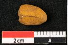 Foto (Detailansicht) von Carpolithes amaranthaceus Ettingshausen (NHMW-GEO-2024-0188-10386)
